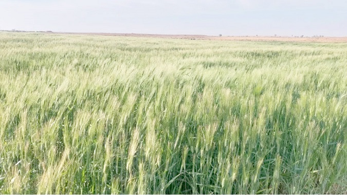 عضو المجلس الوطني لاتحاد الفلاحة والصيد البحري لـ«الصباح»:   الأمطار تتزامن مع «التسبيل».. استبشار بموسم واعد وجودة عالية للحبوب
